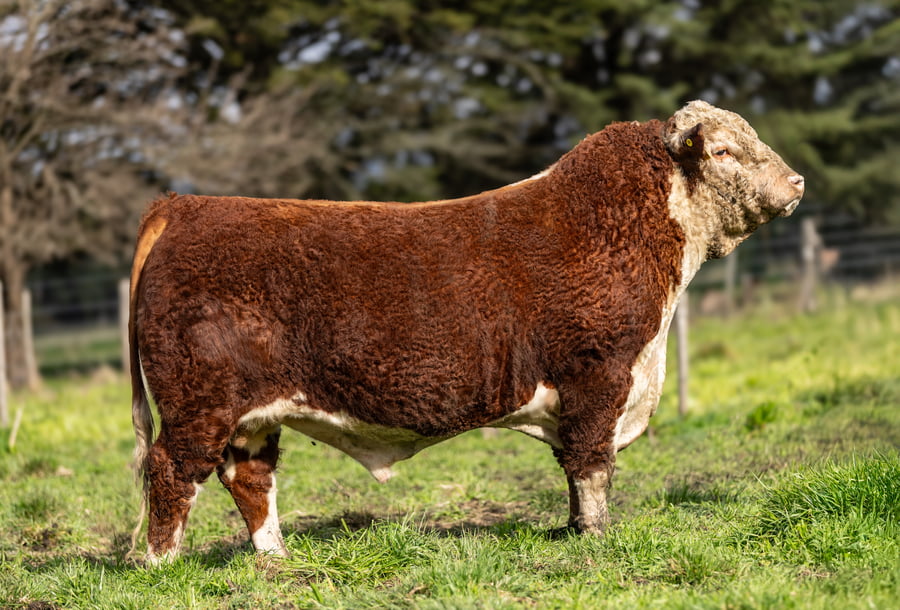 Lote Toros PP