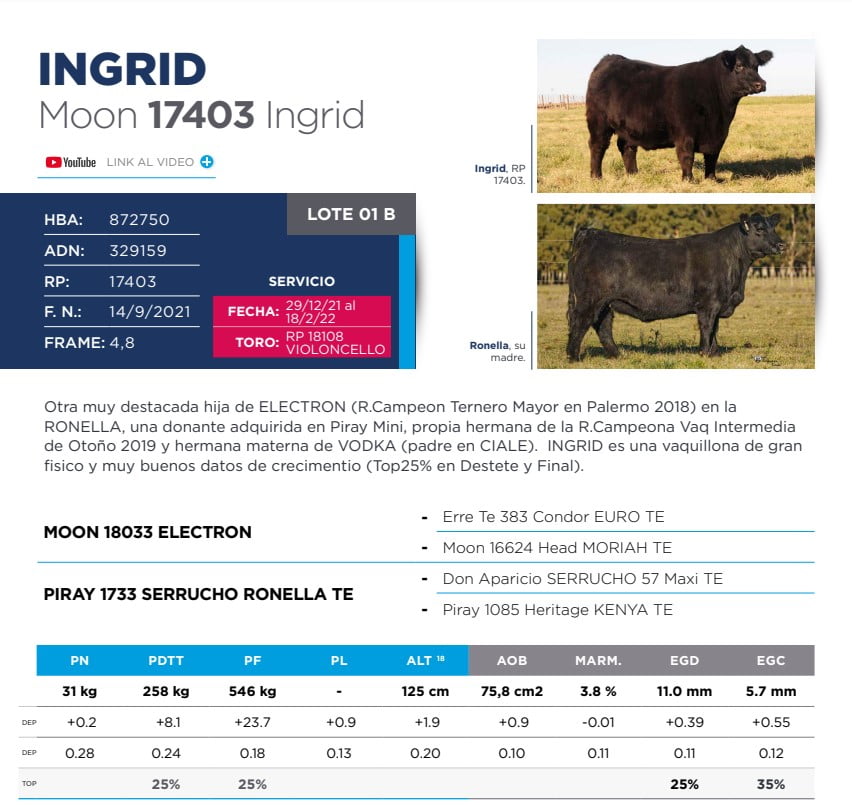Lote Eleccion de una Vaquillona PP