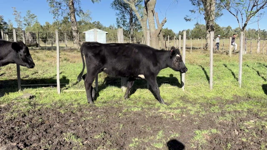 Lote VACAS DE INVERNADA
