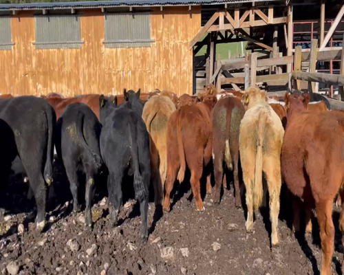 Lote 40 Novillo Engorda en Coyhaique, XI Región Aysén