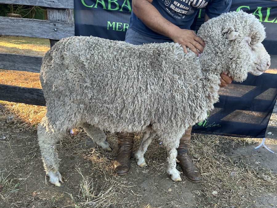 Lote Borrego 4/6D (MO: Si)