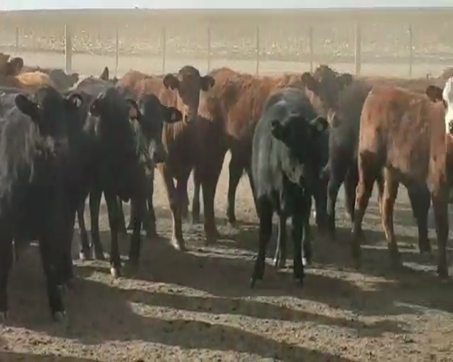 Lote 60 Terneros en San José de La Dormida, Córdoba