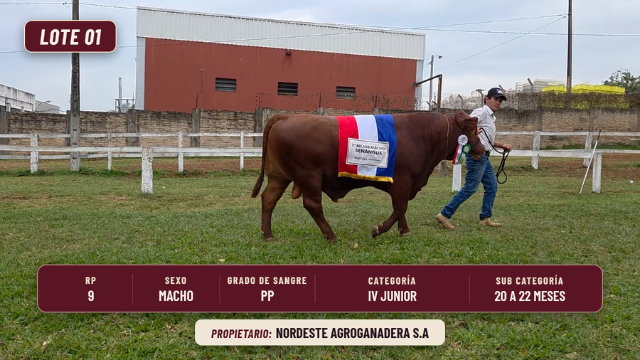 Lote LOTE 1
