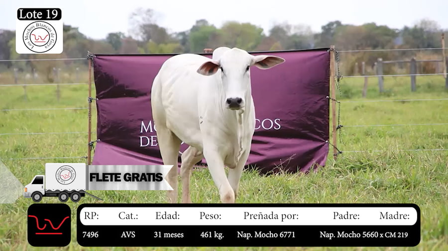 Lote LOTE 19