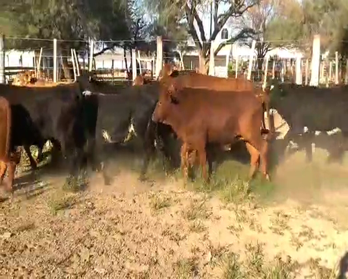 Lote 45 Novillos en Quimilí, Santiago del Estero