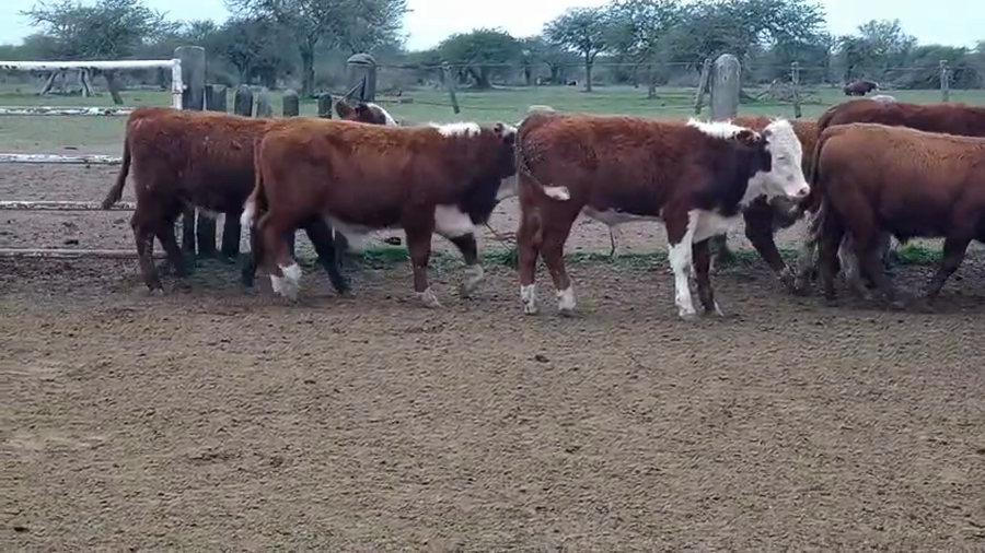 Lote 120 Terneros