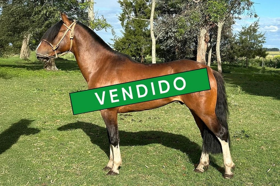 Lote CUANTO PISE MAGDALENO