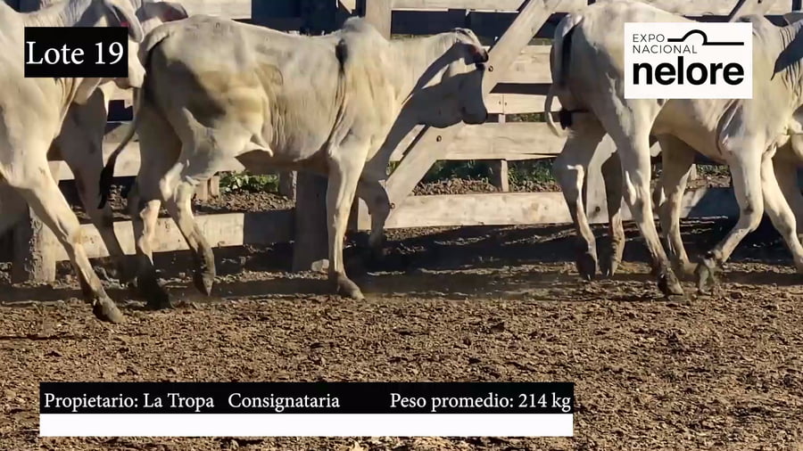 Lote Expo Nacional Terneras - Lote 19