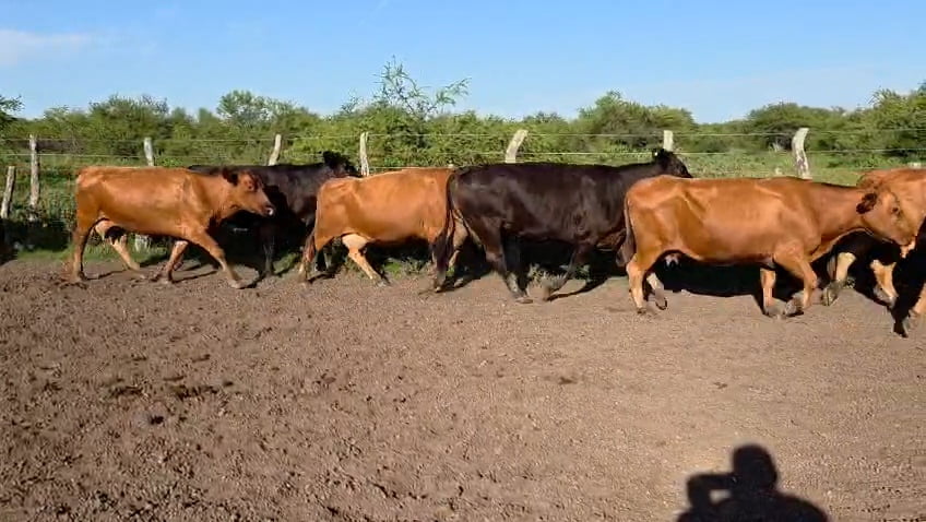 Lote 32 Vacas de invernar en Corrientes, Curuzu Cuatia