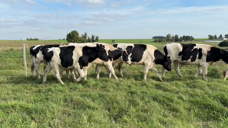 Lote NOVILLOS 1 A 2 AÑOS