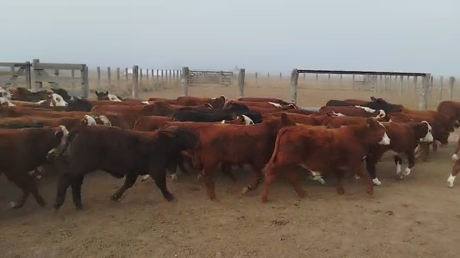 Lote 120 Terneros en Santa Fe, Ceres