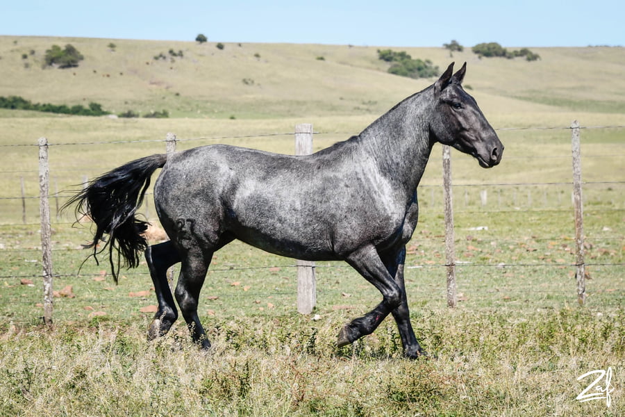 Lote Paijuan Oligarca