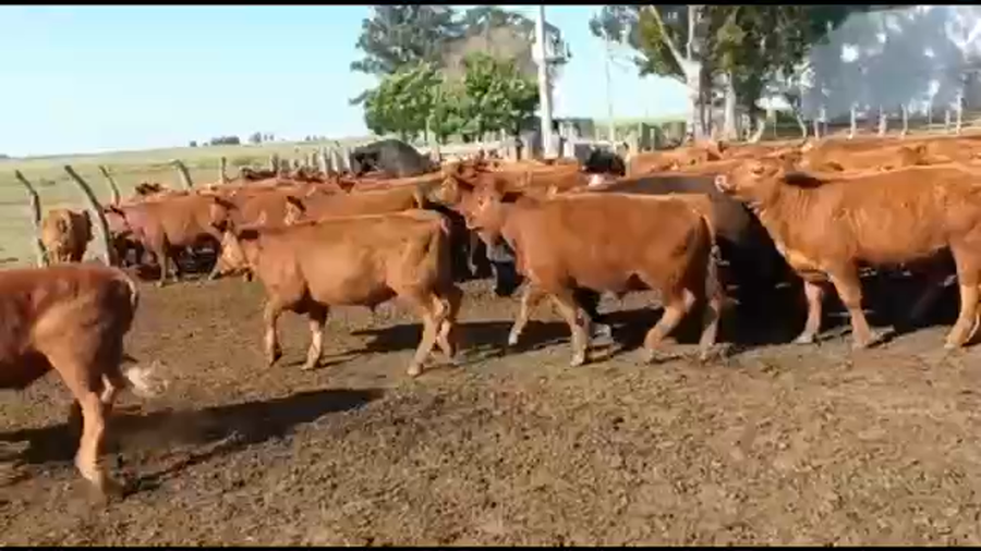 Lote 70 Terneros en Federal, Entre Ríos