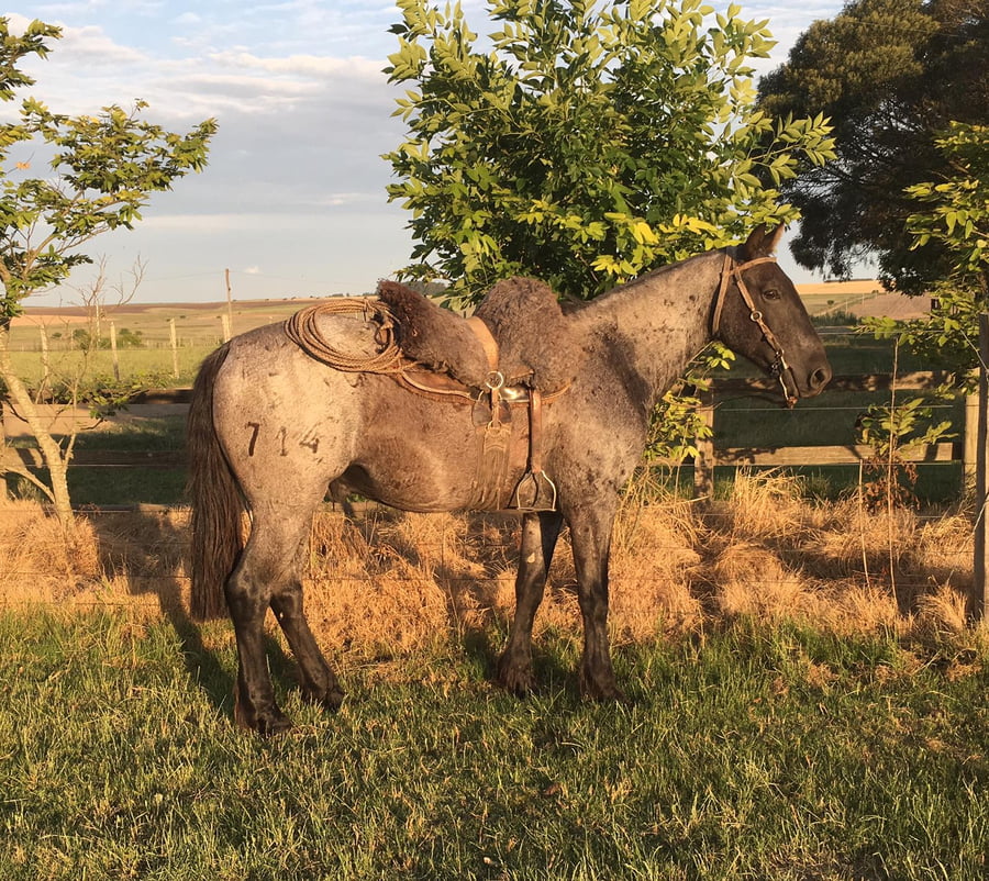 Lote GUAYACAN MOLLES