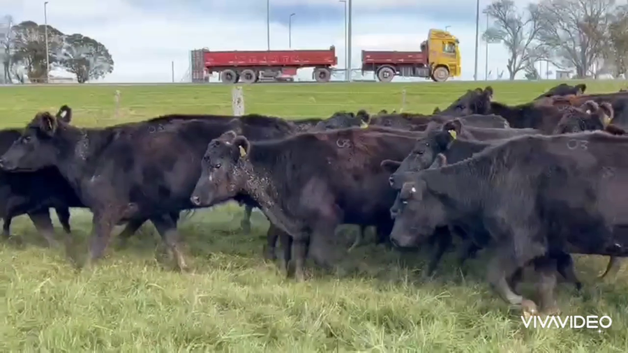 Lote 30 Vacas nuevas en Dolores, Buenos Aires