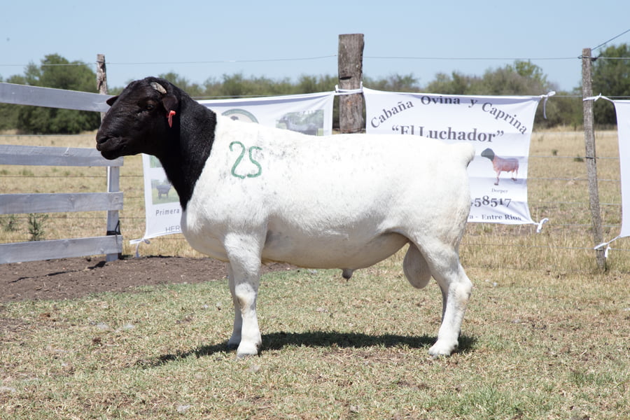 Lote OVINO DORPER MACHO PPC