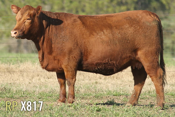 Lote 4 VAQUILLONAS PREÑADAS 2 PURAS DE PEDIGREE Y 2 SIN PEDIGREE