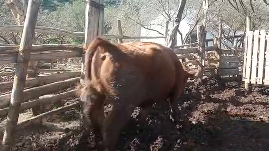 Lote 38 Novillo Engorda en Petorca, V  Región Valparaíso