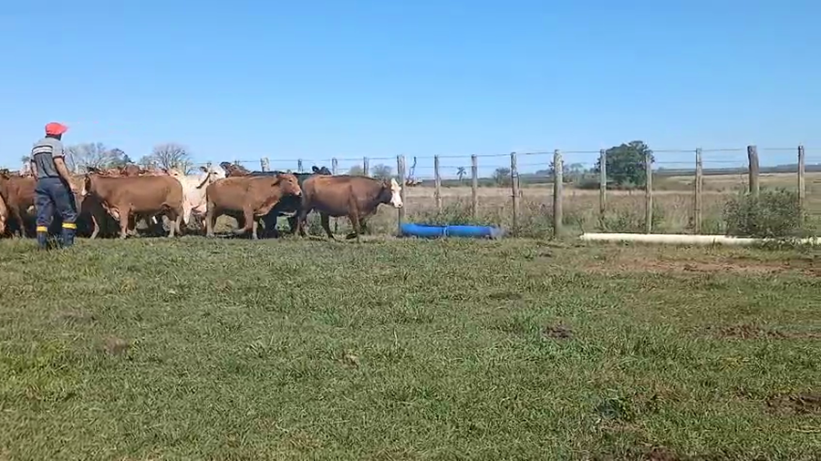 Lote 65 Vacas medio uso C/ gtia de preñez