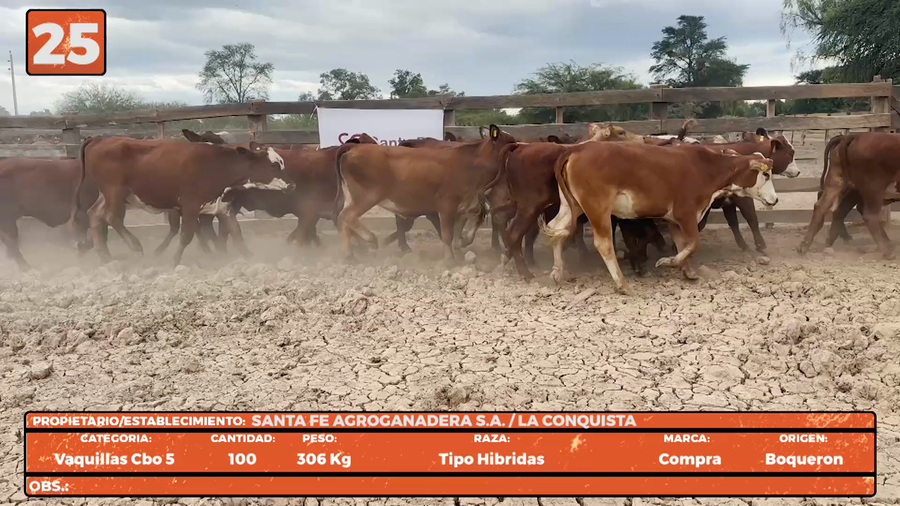 Lote LOTE 25