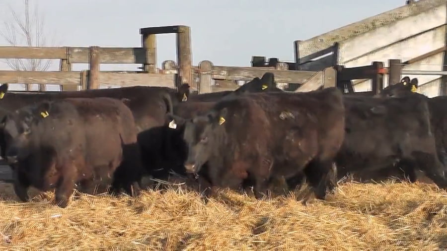 Lote """SAN BAUTISTA DEL SUR"" VAQUILLONAS MADRES ANGUS SELECCIONADAS CON GARANTÍA DE PREÑEZ"