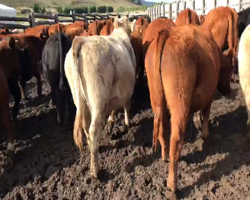 Lote 50 Novillo Engorda en XI Región Aysén, Coyhaique