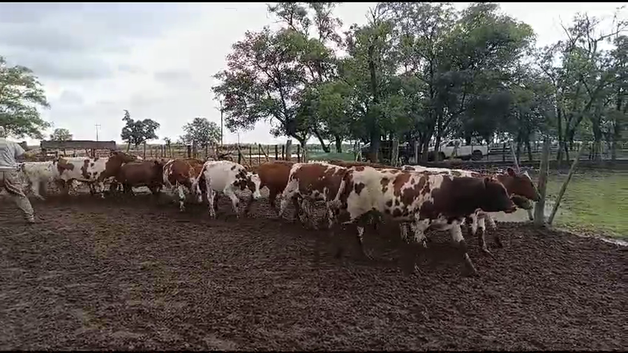 Lote 65 Terneros en 30 de Agosto