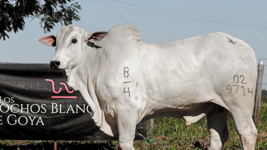Lote LOTE 65