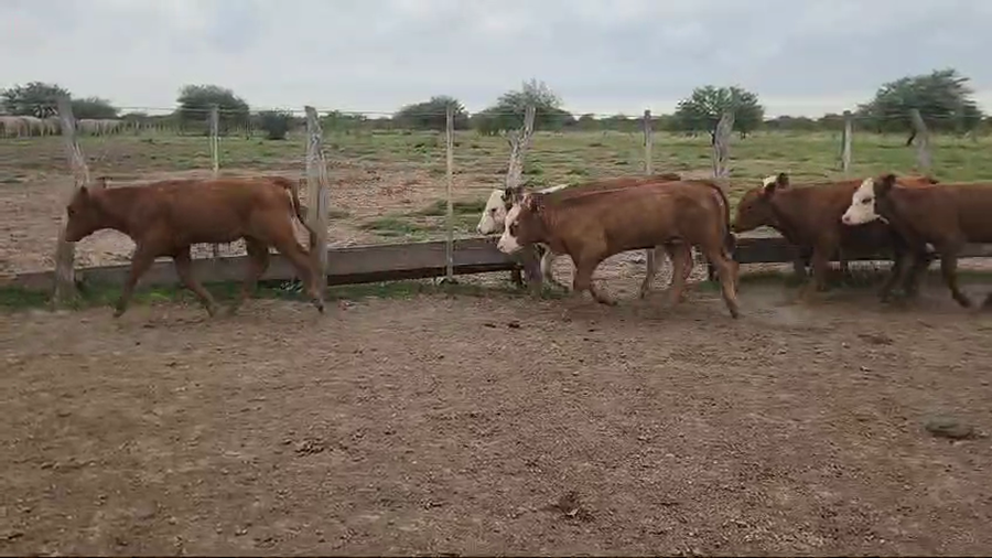 Lote 100 Terneros/as en Entre Ríos, San José de Feliciano