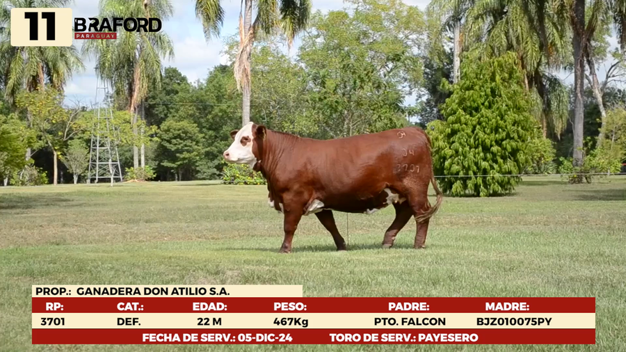 Lote LOTE 11