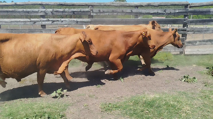 Lote 52 Vacas con Cría  en Entre Ríos, Federación