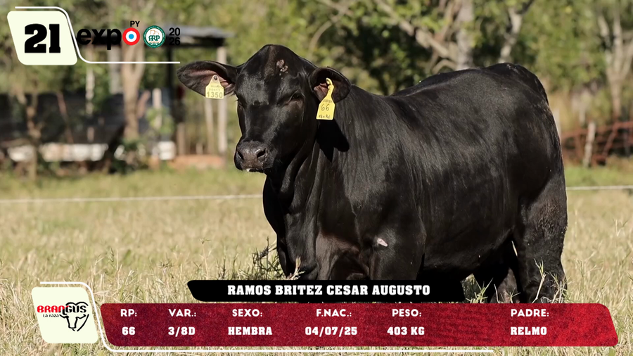 Lote LOTE 21