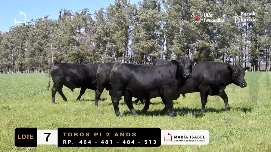 Lote LOTE 7