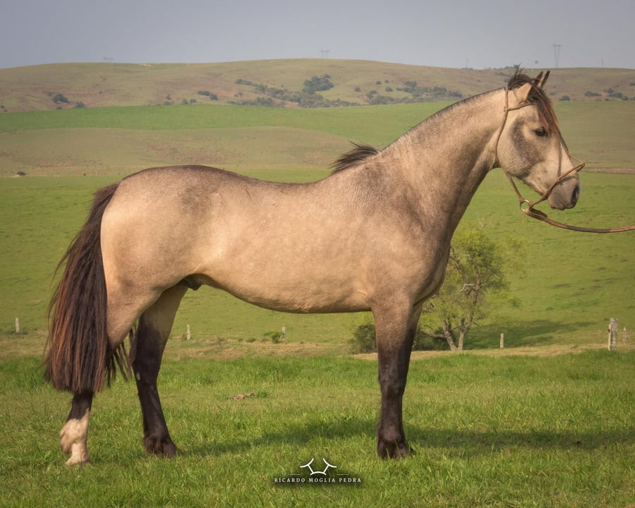 Lote Criollo da Fronteira El Gavilán Mechero  Bayo Padrillo RP: 407