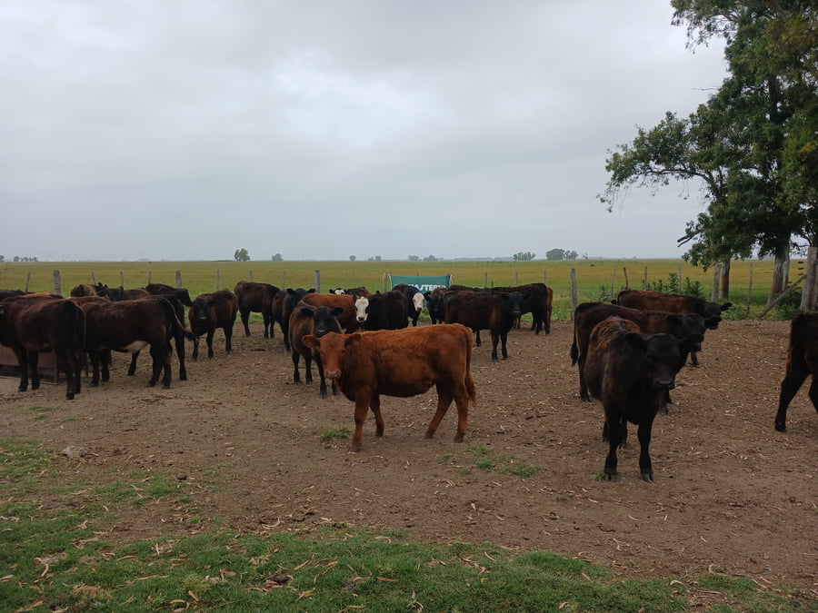 Lote 50 Terneros/as en Rauch