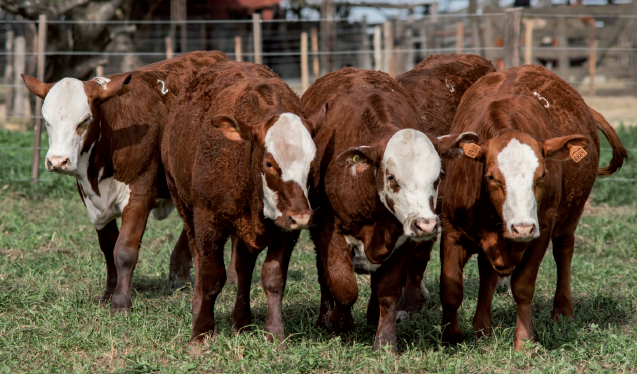Lote Terneras Braford -  Los Charabones