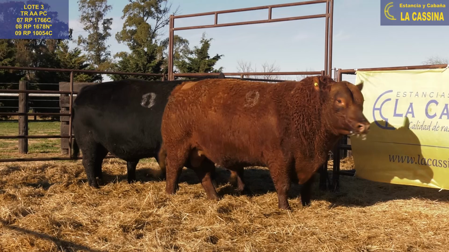 Lote TOROS ANGUS PURO CONTROLADO