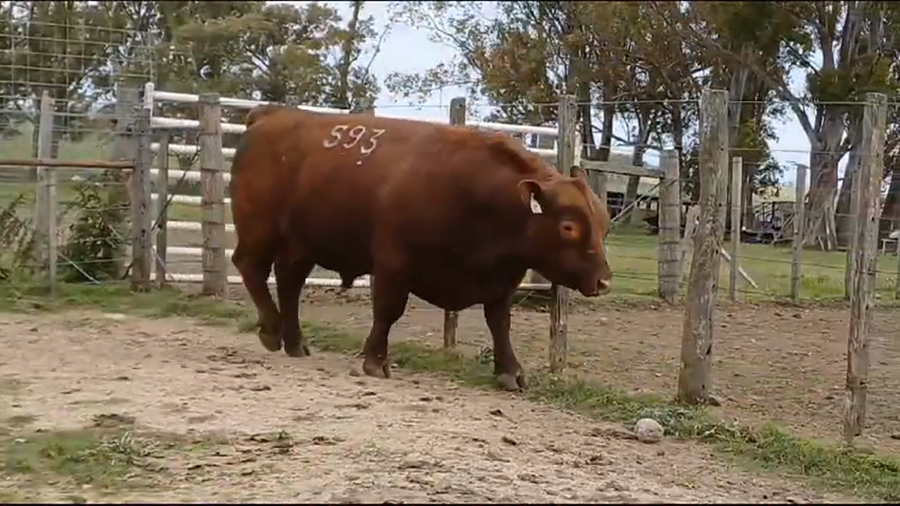 Lote TORO PI - RP 593