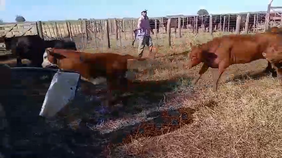 Lote 105 Terneros/as en A. Gonzales Chaves