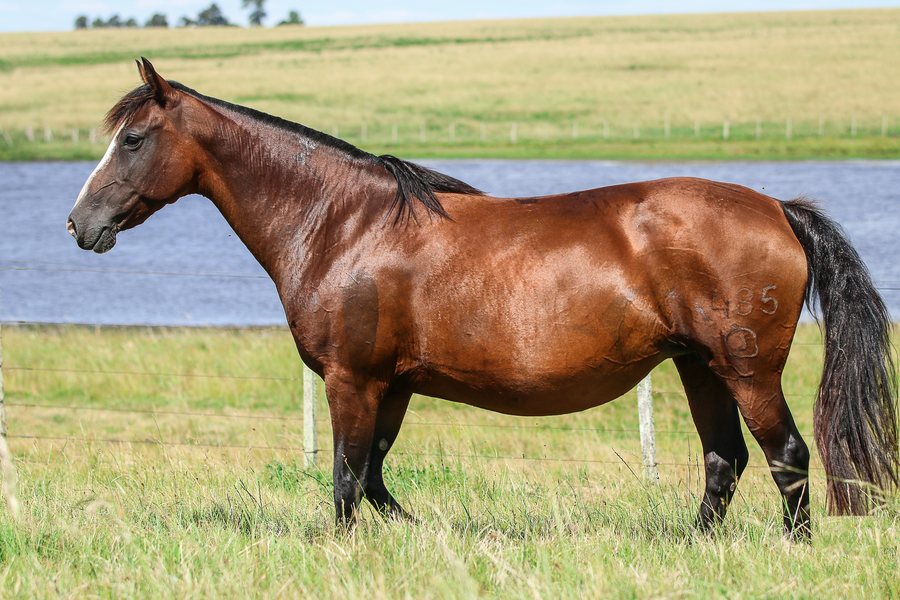Lote ESCOPETA DE SANTA EULALIA