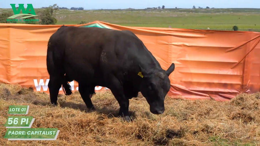 Lote TORO PC