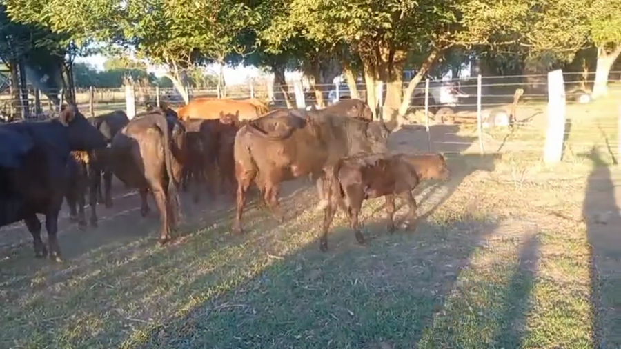 Lote 30 Vacas C/ cria