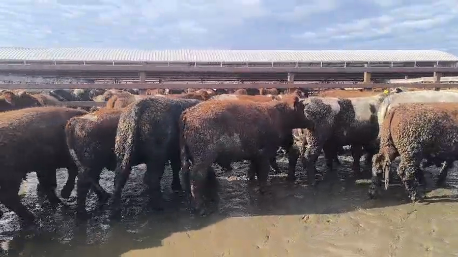 Lote 20 Novillo Gordo en Los Ángeles, VIII Región Biobío