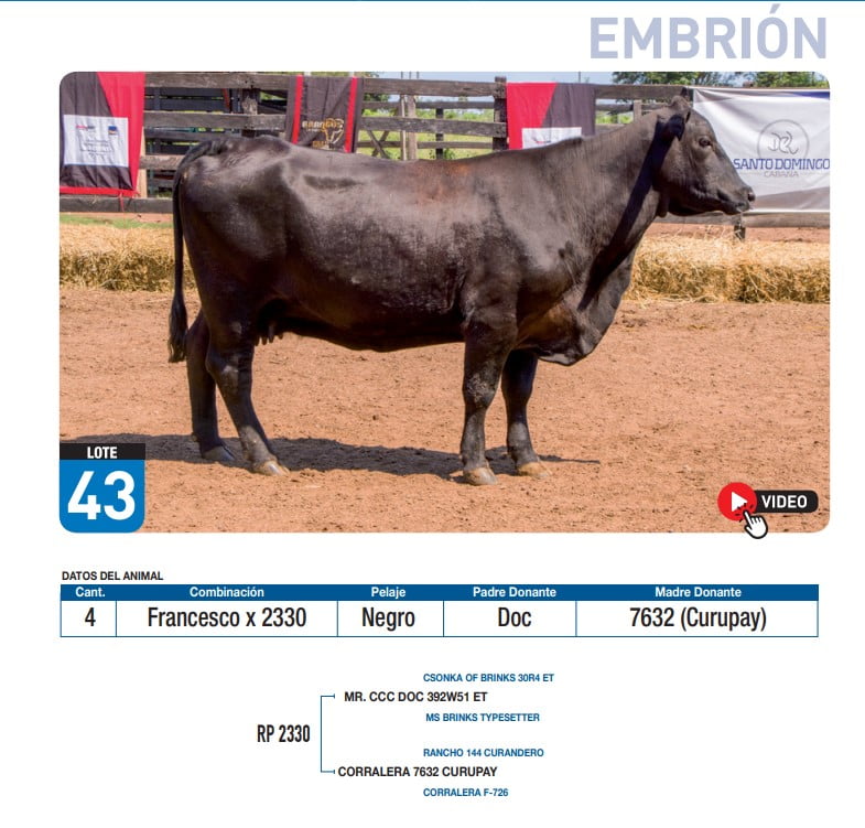 Lote Francesco x 2330