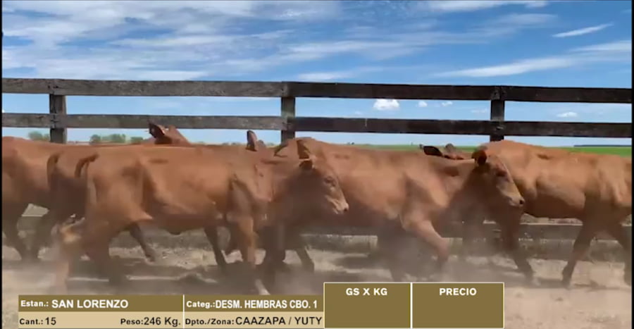 Lote 15 DESMAMANTES HEMBRAS CBO 1