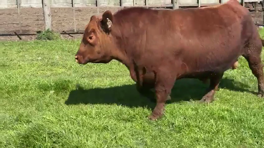 Lote TOROS PUROS DE PEDIGREE