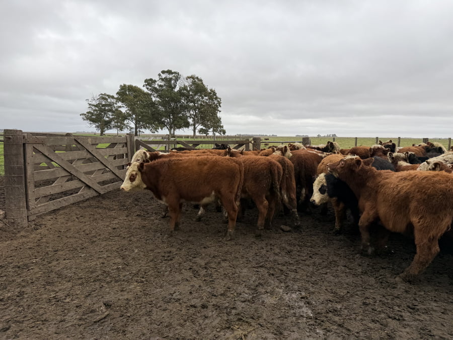 Lote 55 Terneros en Coronel Dorrego