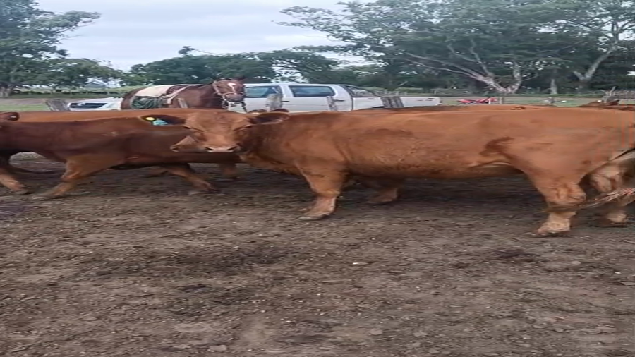 Lote 39 Vientres preñados