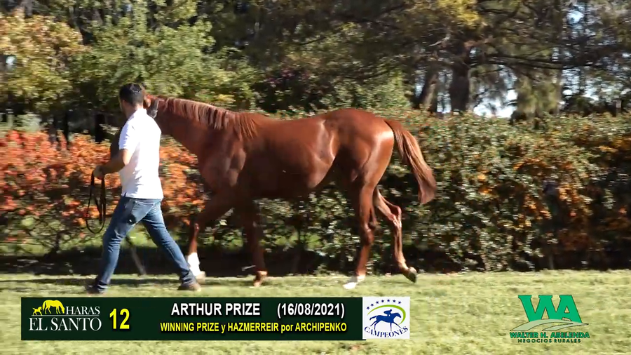 Lote ARTHUR PRIZE