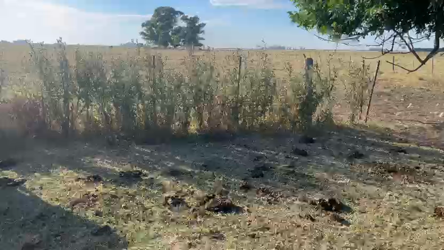 Lote 5 Vacas C/ gtia de preñez